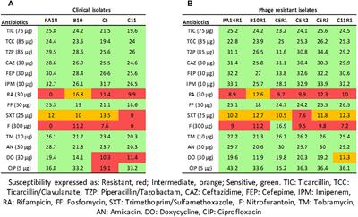 Quorum Quenching Lactonase Strengthens Bacteriophage and Antibiotic Arsenal Against Pseudomonas aeruginosa Clinical Isolates